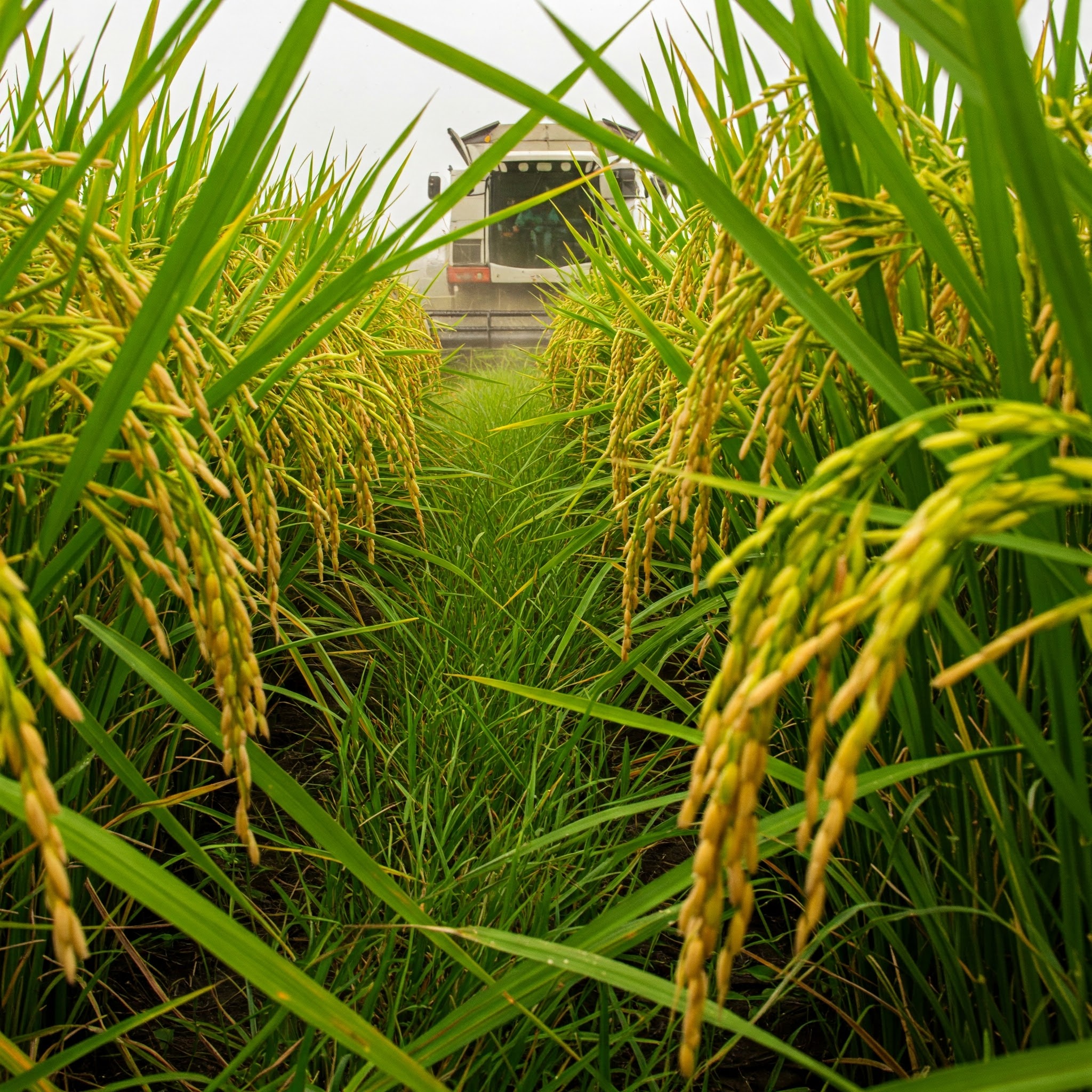 Final de semana de calor com trovoadas! Vem frente fria? Previsão para a próxima semana na colheita do Arroz.